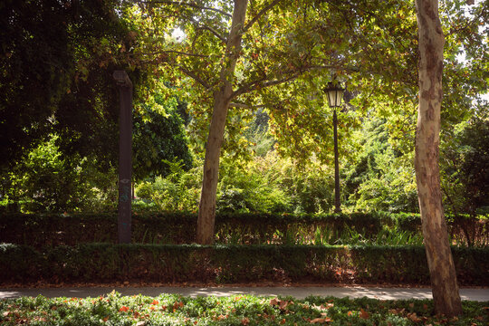 tree in the park