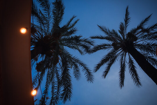 palm trees at night