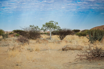 Diverse vegetation and rocky terrain in Iona National Park Angola showcasing the unique ecosystem during a sunny afternoon