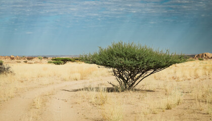 Exploring the serene landscapes of Iona National Park in Angola under a clear blue sky with desert vegetation