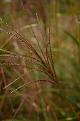 brown texture of spikelets, spikelets flying in the wind, brown grass close-up as a background	
