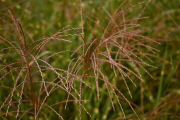 brown texture of spikelets, spikelets flying in the wind, brown grass close-up as a background	
