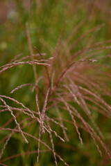 brown texture of spikelets, spikelets flying in the wind, brown grass close-up as a background	
