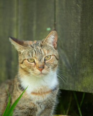 portrait of a cat