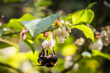 Large bumblebee pollinating on blueberry flowers in a spring garden. Selective focus