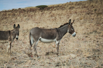 Donkeys grazing in Iona National Park under the Angolan sun during the dry season