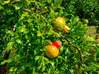 Red and yellow pomegranate fruit covered in dew on a fruit tree on the cool Bo-Piketberg mountain plateau in the Western Cape, South Africa