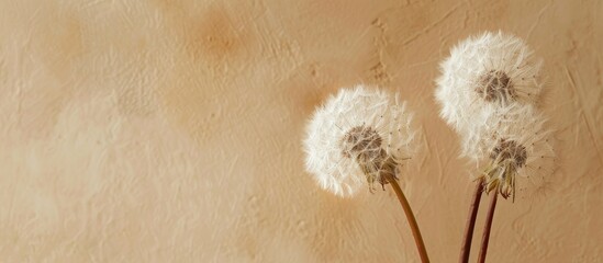 Copy space image showcasing a pair of fluffy dandelions against a beige backdrop