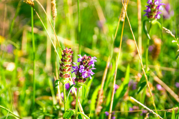 A Vibrant Wildflower Landscape Showcasing Beautiful Purple Blossoms in Full Bloom