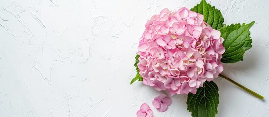 Top view pink hydrangea flower against a white background with a blank space for text Ideal for flat lay compositions. with copyspace image