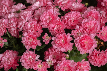 Vibrant pink chrysanthemums blooming abundantly in a garden setting