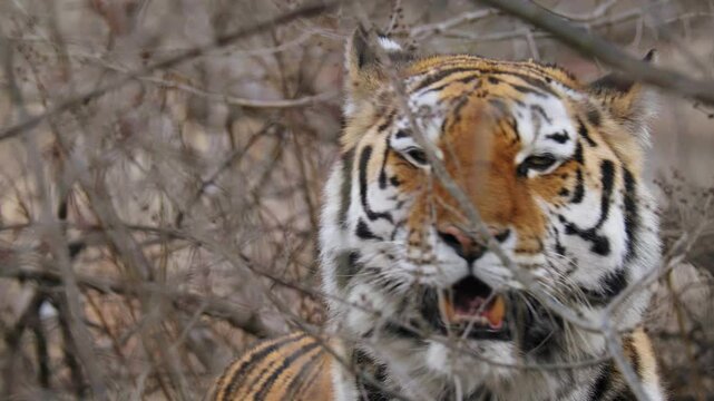 Siberian tiger (Panthera tigris altaica) on the hunt, big cat camouflaged in the bush