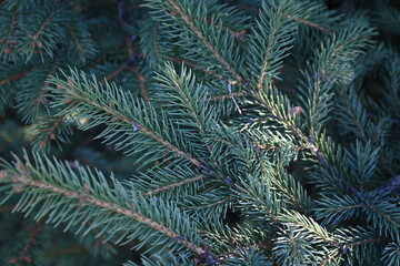 short needles of a coniferous tree close-up on a green background, texture of needles of a Christmas tree close-up, blue pine branches, texture of pine needles, green branches of a pine tree close-up