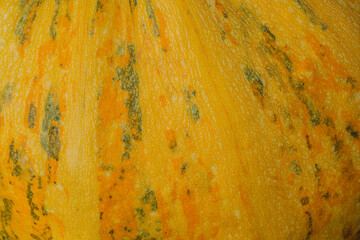 Close-up of a vibrant yellow pumpkin with green speckles in a garden setting