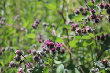 close-up purple white nettles and buds