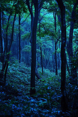 Fototapeta premium morning in the forest