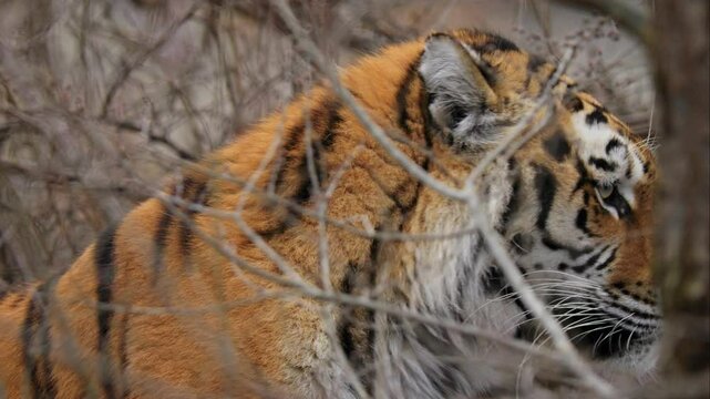 Siberian tiger (Panthera tigris altaica) on the hunt, big cat camouflaged in the bush