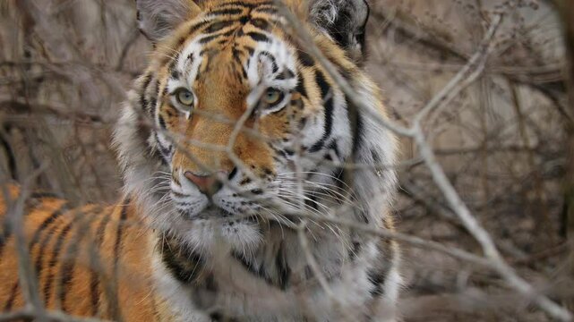 Siberian tiger (Panthera tigris altaica) on the hunt, big cat camouflaged in the bush