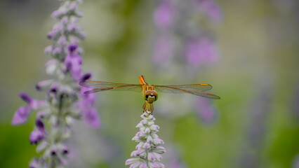 dragonfly on a flower