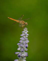 dragonfly on a flower