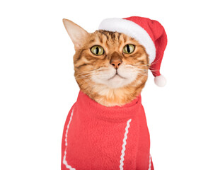 Beautiful Bengal cat in Santa suit on transparent background.