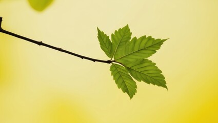 Green Leaves Branch on Yellow Background.