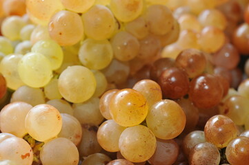 Raisins muscat de Rivesaltes