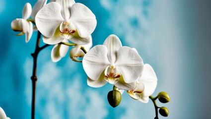 Obraz premium White Orchids in Bloom with Blue Background.