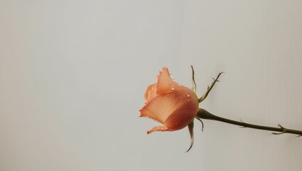 Soft Orange Rose Petals with Water Drops.