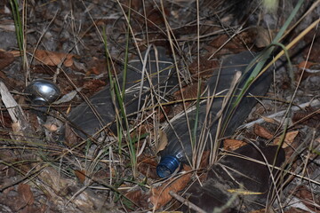 Plastic bottles and bulb in the forest