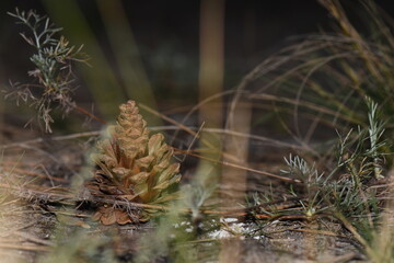 cones on a branch