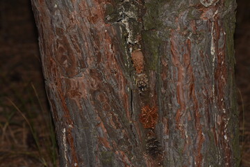 Close up of a tree trunk in the forest at night. Selective focus
