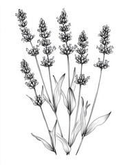 detailed black and white line drawing of group of lavender flowers, showcasing their elegant structure and delicate petals. This artistic representation captures beauty of nature © Wasun