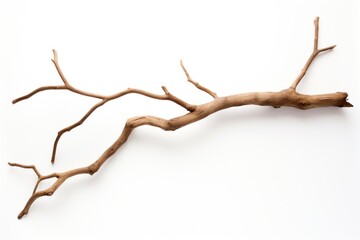 Fototapeta premium Branch antler plant wood.