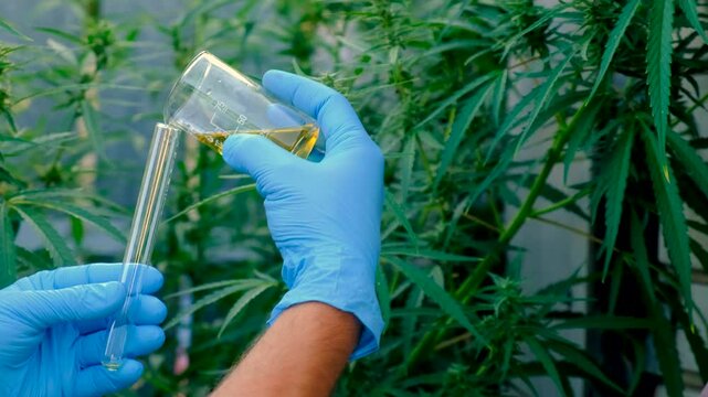 Hemp extract in hands. Selective focus.