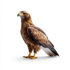 Fototapeta premium Tawny Eagle on White Background