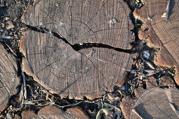 eco-track made of round wood slices, brown stumps eco-track 