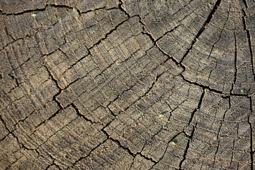 Fototapeta premium eco-track made of round wood slices, brown stumps eco-track 