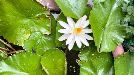 A pristine white lotus flower blooms amid lush green lily pads, symbolizing purity and tranquility...