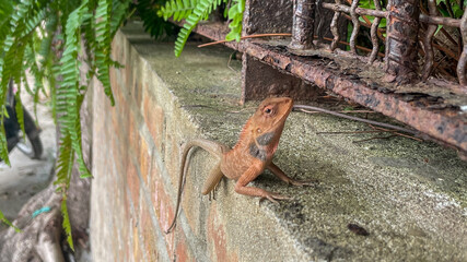 A brown lizard perched on a brick wall under a fern highlights urban wildlife and environmental adaptation