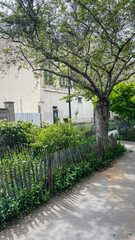 Quiet urban garden with a rustic wooden fence and lush greenery, ideal for themes of tranquility and urban nature