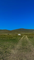 A serene Mongolian landscape with grazing horses under a clear blue sky, perfect for concepts of tranquility and nature