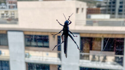 A grasshopper clings to a window overlooking an urban landscape, symbolizing the intersection of nature and city life