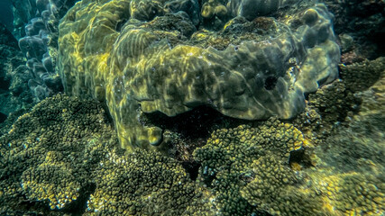 Close-up underwater view of a coral reef, highlighting the importance of marine conservation and the threat of coral bleaching