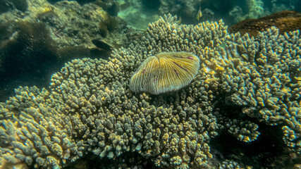 A vibrant underwater scene showcases a thriving coral reef highlighting marine biodiversity, perfect for Earth Day and conservation themes