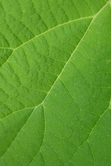 delicate green structure of the tree leaf, macro texture of the leaf vein 