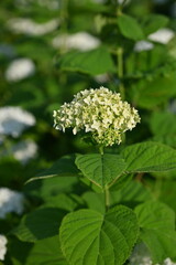 white hydrangea flowers close up, macro texture of hydrangea flowers, flowers for posters and photos, white hydrangea flowers, a bunch of hydrangea flowers close-up on a green background, floral textu