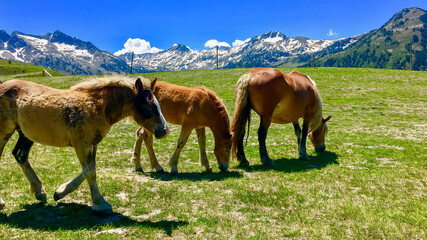 Obraz premium Three horses graze peacefully in a lush green meadow against the backdrop of stunning snow-capped mountains, symbolizing tranquility and nature