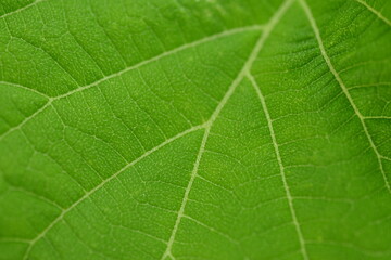 delicate green structure of the tree leaf, macro texture of the leaf vein 