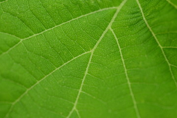 delicate green structure of the tree leaf, macro texture of the leaf vein 